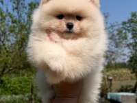Sağlık Ve Irk Garantili Pomeranian Yavru