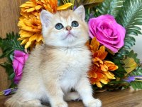 British shorthair golden ay11 ve cy12