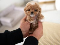 TÜY DOKMEYEN ALERJİ YAPMAYAN TEK IRK MALTİPOO BEBEKLERİM