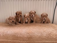 Teacup Boy Ev Doğumlu Maltipoo Bebekler