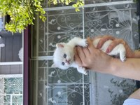 Safkan şecereli british shorthair yavrular evden