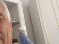 9 aylık konuşan muhabbet kuşu