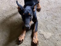 Varsa daha iyi doberman o da annesi