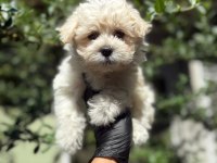 ORJİNAL TATLI MALTİPOO YAVRU