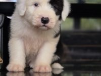 TR nadir bulunan ırklardan bobtail yavrular