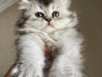 Scottish fold blue tabby longhair yavrularımız
