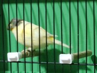 GLOSTER KANARYALAR