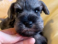 FCI şecereli Miniatute Schnauzer yavruları