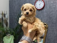 Teacup Kore Maltipoo