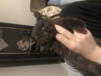 Scottish fold 3 aylık
