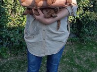 TOY POODLE BEBEK KÖPEKLER