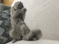 4,5 aylık scottish fold lilak dişi