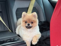 7 aylık aşıları tam kimlikli pomeranian