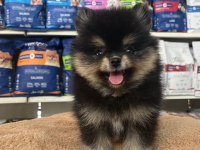 Orjinal ırk ve sağlık garantili pomeranian boo yavrularımız