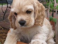 Amerikan Cocker Köpeklerimiz Gelip Görerek Alabilirsiniz