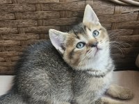 Dünya Tatlısı Bebek Kediler