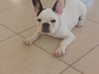 7 aylık french bulldog