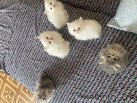 50 günlük yavru chinchilla