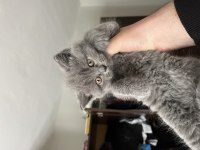 Şecere belgeli scottish fold yavrular