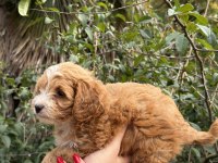 Sevimli maltipoo yavrumuz