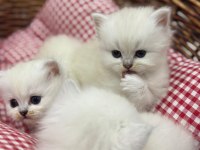 British longhair yavru kedimiz