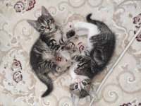 1,5 aylık yavru kedilere acil yuva arıyoruz
