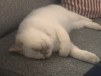 8 aylık çok uysal exotic shorthair