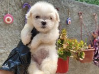 Kore Maltese Yavrular