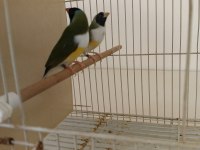 Golden finch