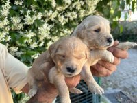 Golden retriever yavrularımız
