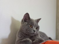 1 yaşında dişi british shorthair
