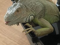 Uygun Evcil İguana