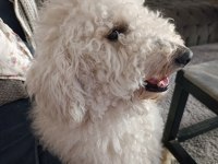 1 Yaşında Erkek Standart Poodle Ücretsiz