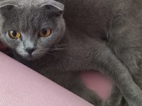 Scottish fold 2 yaşında dişi