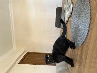 Ankara 2.5 aylık scottish fold kedime yuva arıyorum
