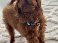 YAKIŞIKLI POODLE OĞLUM PAFİ