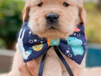 GOLDEN RETRİEVER PUPPİES