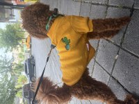 Toy poodle 11 aylık
