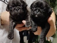 PUG MOPS BEBEKLERİMİZ ÖMÜRLÜK AİLELERİNİ BEKLİYOR