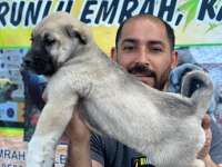 Boz aslan köpeğimiz