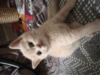 Tam bir barbie british shorthair