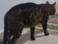 Bengal saf kan orijinal