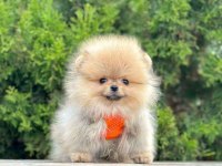 Sevimli Pomeranian Boo Yavrularımız
