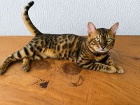 Göz Alıcı Desenli Bengal Kedisi