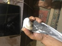 White face erkek dişi sultan papağ video resim vardır