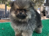 Pomeranian boo bebeklerimiz