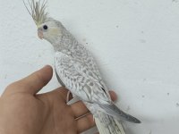 MUTASYON SULTAN PAPAĞANI YAVRULARI