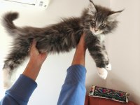 Karakteri cüssesi ve dolu şeceresi ile Nocturne Maine Coon