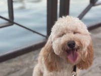9 aylık uyumlu eğitimli toy poodle