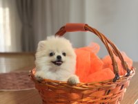 Güzel yavrularımız pomeranian boo